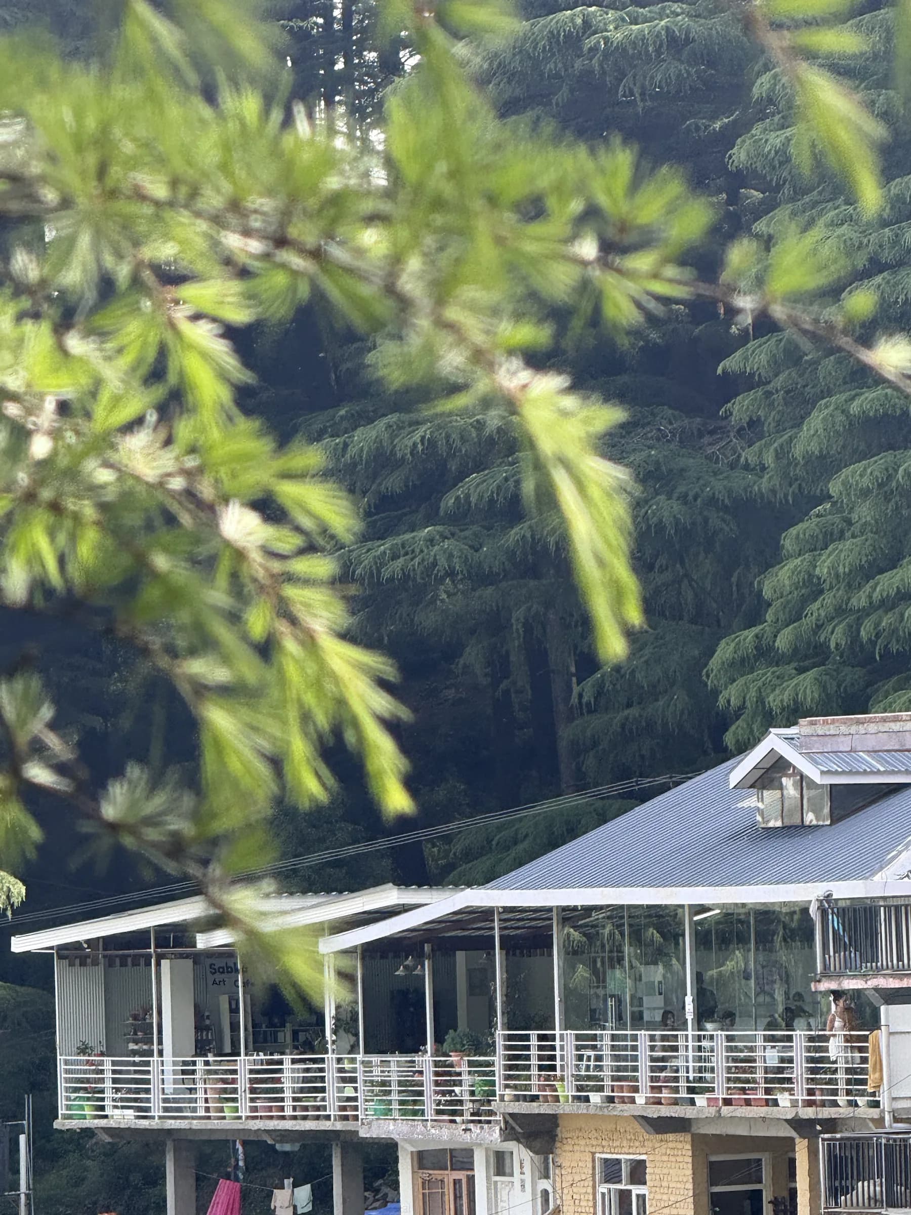 Dharamkot Studio building seen through cedar trees in Himachal Pradesh.