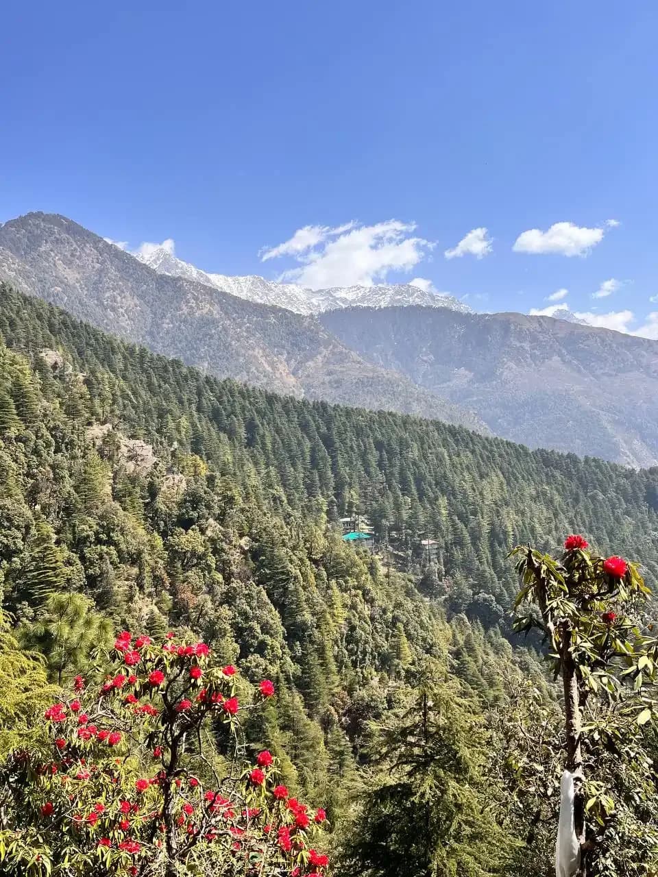 Cedar forest and mountain setting around the Dharamkot pottery retreat.